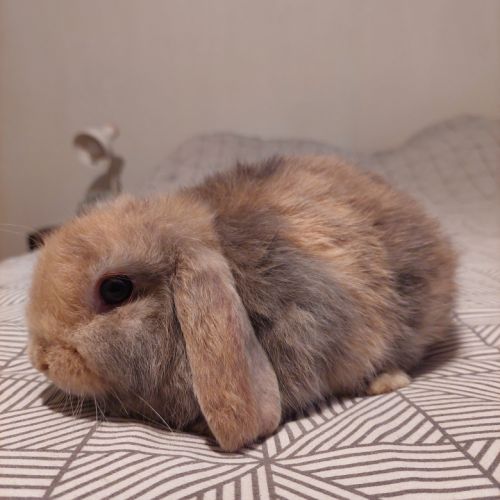 Magnifique petite femelle minilop #1