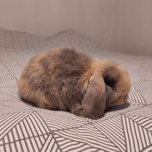 Magnifique petite femelle minilop #0