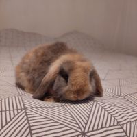 Magnifique petite femelle minilop #2