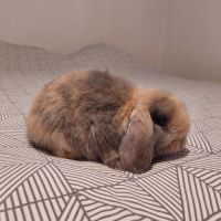 Magnifique petite femelle minilop