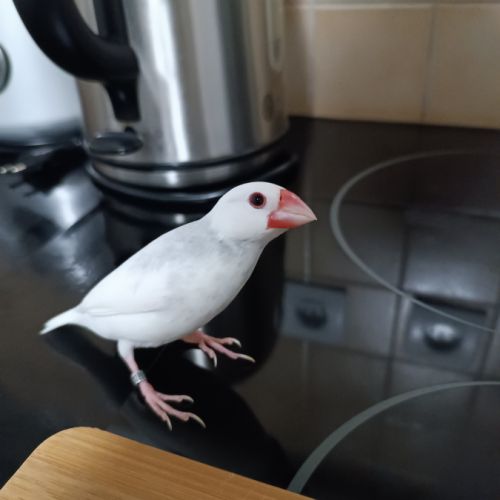 Adoption responsable – 2 paddas de java (ensemble)