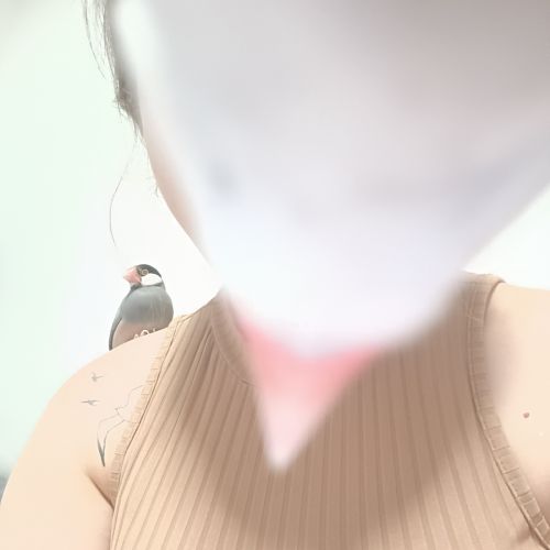 Adoption responsable – 2 paddas de java (ensemble) #3