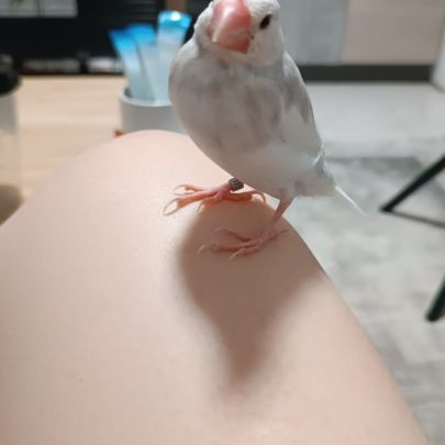 Adoption responsable – 2 paddas de java (ensemble) #4