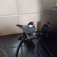 Adoption responsable – 2 paddas de java (ensemble) #1