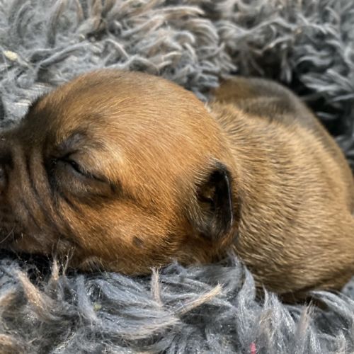 Chiot staffordshire bull terrier #3