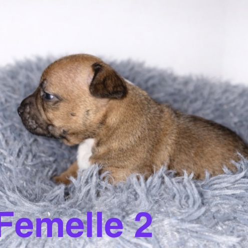 Chiot staffordshire bull terrier