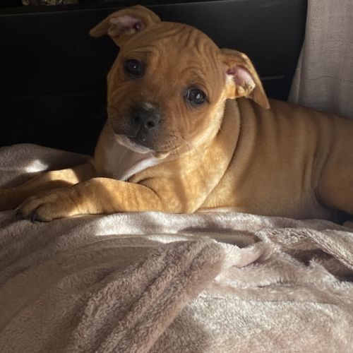 Chiot staffordshire bull terrier #1