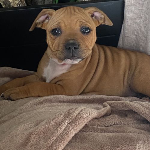 Chiot staffordshire bull terrier #2