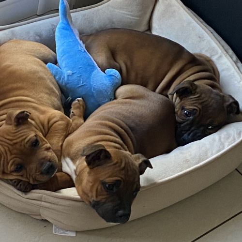 Chiot staffordshire bull terrier #3