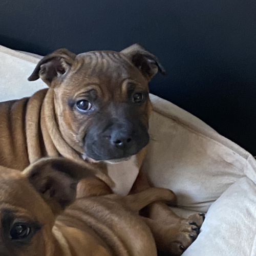 Chiot staffordshire bull terrier #4
