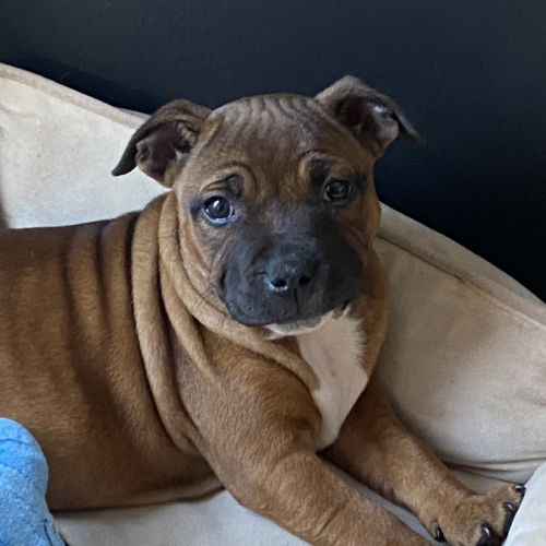Chiot staffordshire bull terrier