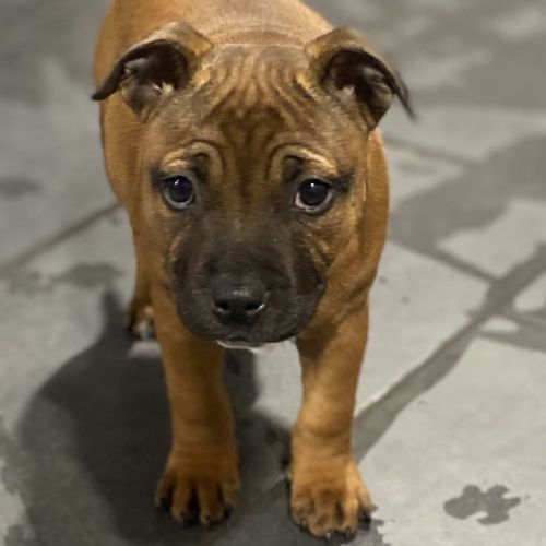 Chiot staffordshire bull terrier #3