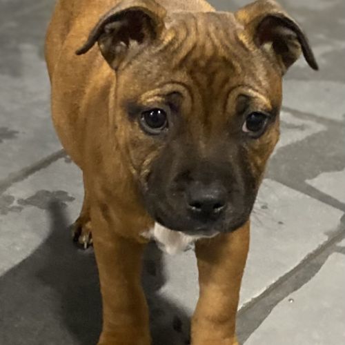 Chiot staffordshire bull terrier #5