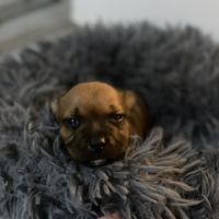 Chiot staffordshire bull terrier