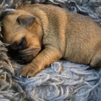 Chiot staffordshire bull terrier #2