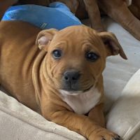 Chiot staffordshire bull terrier #6