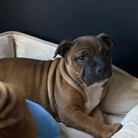 Chiot staffordshire bull terrier #7