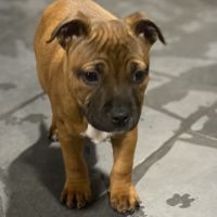 Chiot staffordshire bull terrier #4