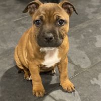 Chiot staffordshire bull terrier