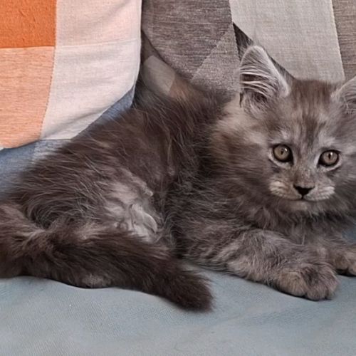 Chaton mâle maine coon loof