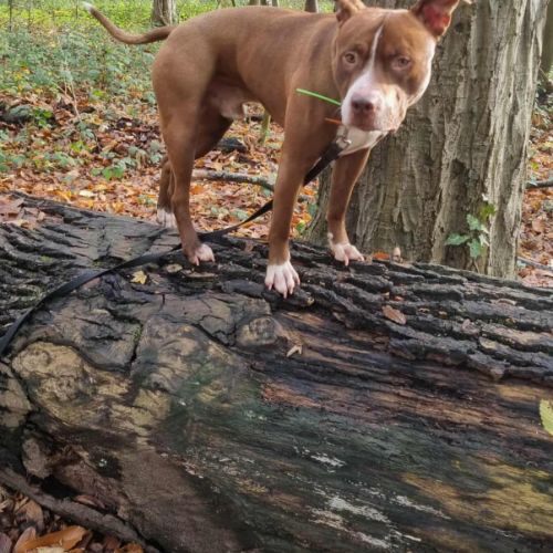 Quel beau chien, ce tatum ! #6