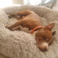 Quel beau chien, ce tatum ! #5