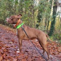 Quel beau chien, ce tatum ! #7