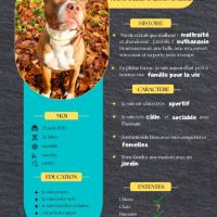 Quel beau chien, ce tatum ! #9