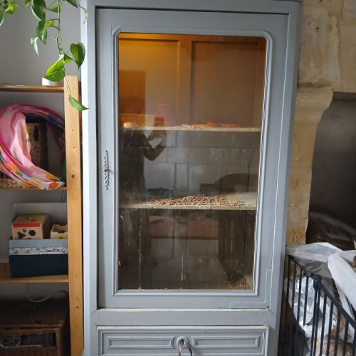 Vend 4 élaphes adultes et aménagement #1