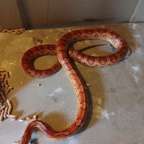 Vend 4 élaphes adultes et aménagement #2