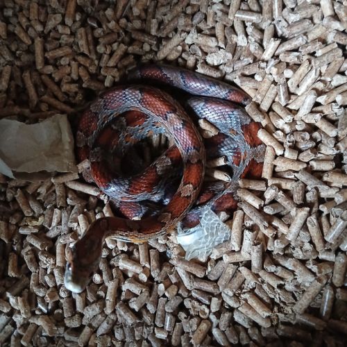 Vend 4 élaphes adultes et aménagement #4