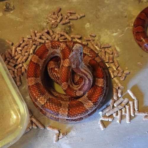 Vend 4 élaphes adultes et aménagement #0