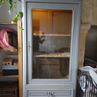 Vend 4 élaphes adultes et aménagement #1