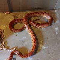 Vend 4 élaphes adultes et aménagement #2