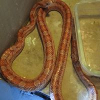 Vend 4 élaphes adultes et aménagement #3