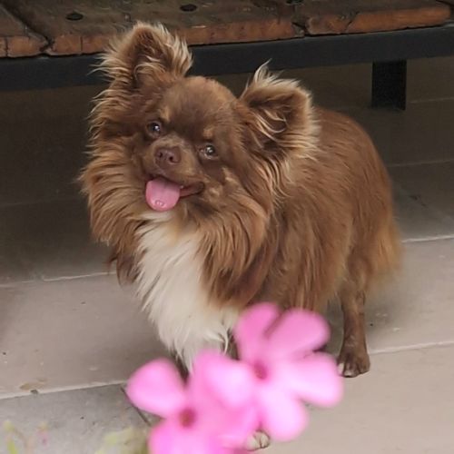 Magnifiques bébés chihuahua poils longs dépt 86 #1