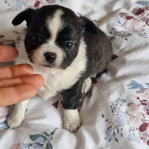 Magnifiques bébés chihuahua poils longs dépt 86 #3