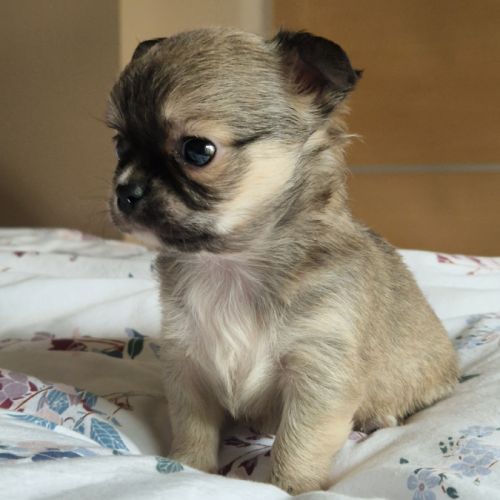 Magnifiques bébés chihuahua poils longs dépt 86 #4