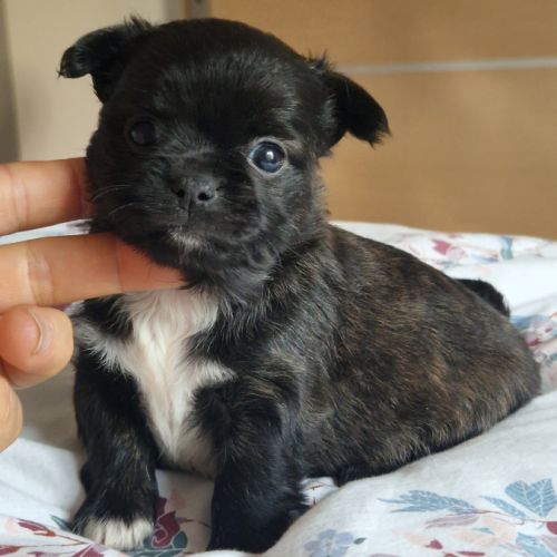 Magnifiques bébés chihuahua poils longs dépt 86 #5