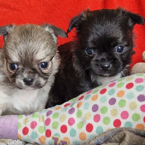 Magnifiques bébés chihuahua poils longs dépt 86 #7