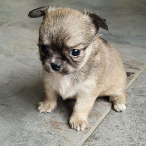 Magnifiques bébés chihuahua poils longs dépt 86 #9