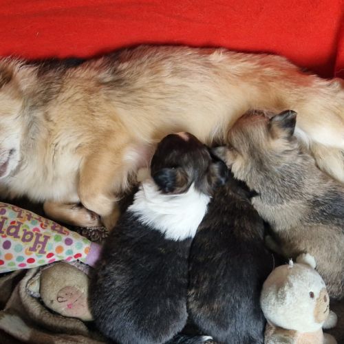 Magnifiques bébés chihuahua poils longs dépt 86 #10