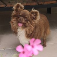 Magnifiques bébés chihuahua poils longs dépt 86 #1