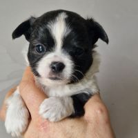 Magnifiques bébés chihuahua poils longs dépt 86 #2