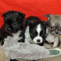 Magnifiques bébés chihuahua poils longs dépt 86