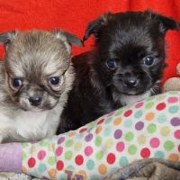 Magnifiques bébés chihuahua poils longs dépt 86 #7