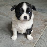 Magnifiques bébés chihuahua poils longs dépt 86 #8