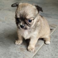 Magnifiques bébés chihuahua poils longs dépt 86 #9