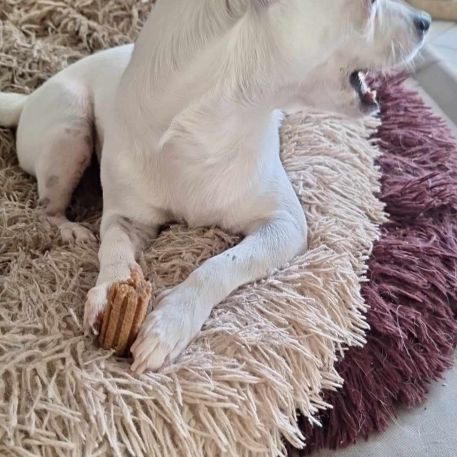 Poupi petite chihuahua câline #2