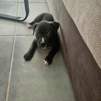 Snoopy petit amour à réserver #6